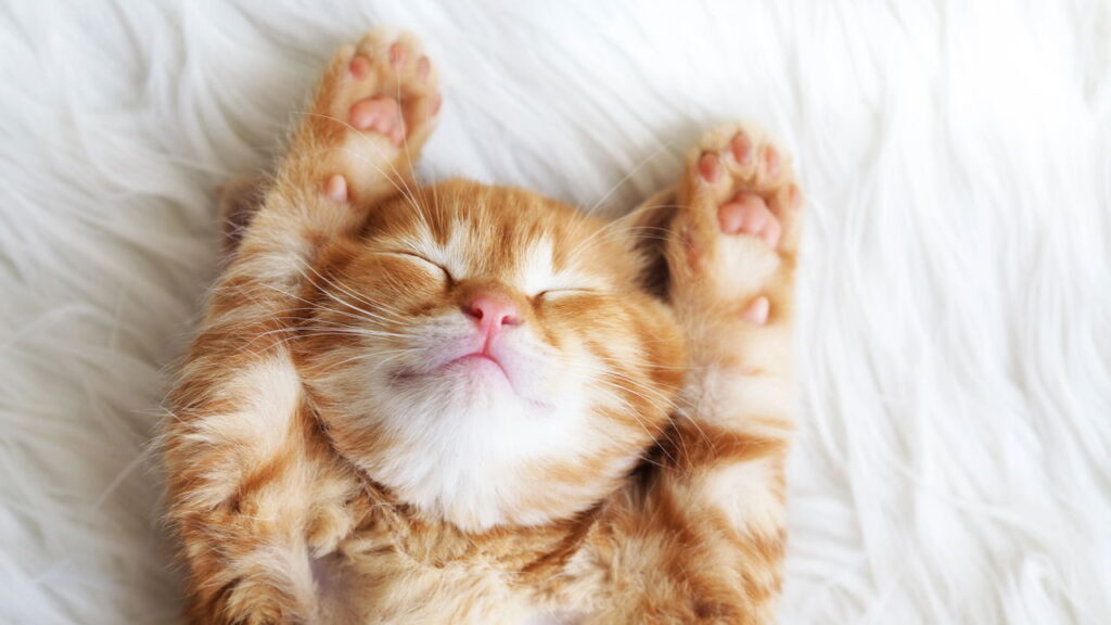 Se você ama gatos e crochê prepare-se para se apaixonar por essa ideia