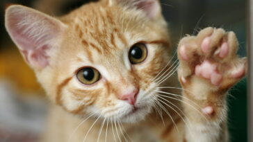 O comportamento mais mal interpretado dos gatos tem uma explicação incrível