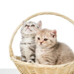 Seu gato pode estar sofrendo e você nem percebe durante o banho