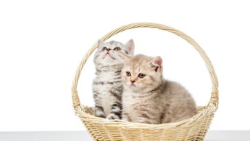 Seu gato pode estar sofrendo e você nem percebe durante o banho