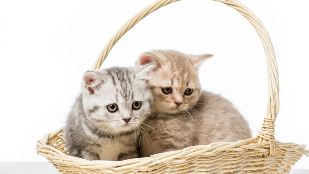 Seu gato pode estar sofrendo e você nem percebe durante o banho