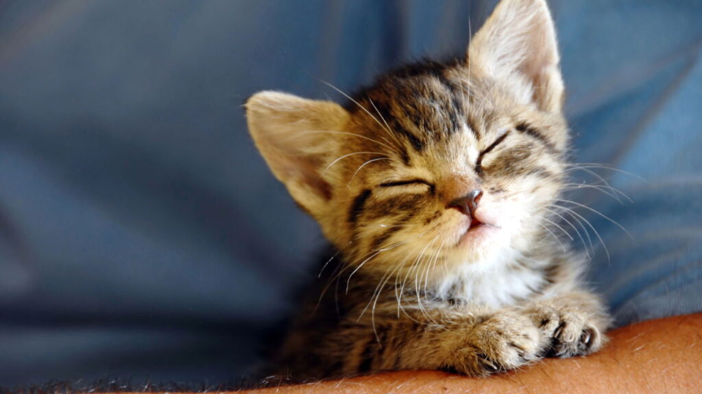 O melhor lugar para seu gato dormir no inverno segundo especialistas