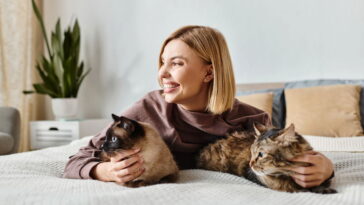 O melhor lugar para seu gato dormir no inverno segundo especialistas