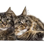 Esse acessório está transformando a rotina de gatos no Brasil