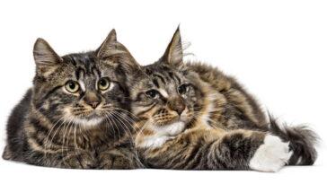 Esse acessório está transformando a rotina de gatos no Brasil