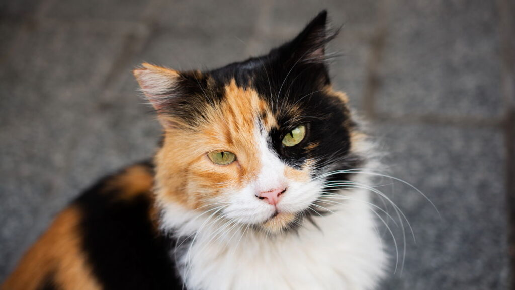 A cama de crochê mais confortável e charmosa para seu gato