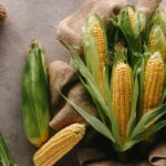 O guia mais completo para cultivar milho sem agrotóxicos