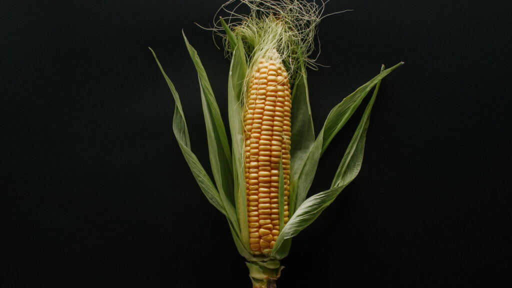 O guia mais completo para cultivar milho sem agrotóxicos