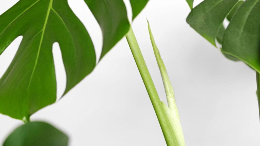 Essa folha tropical virou o novo xodó no mundo do crochê