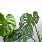 Transforme qualquer ambiente com esse vaso tropical e encantador em crochê