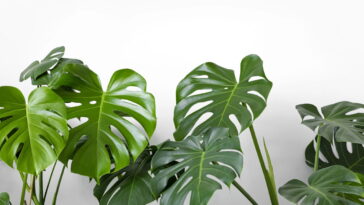 Transforme qualquer ambiente com esse vaso tropical e encantador em crochê
