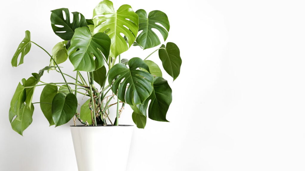 Transforme qualquer ambiente com esse vaso tropical e encantador em crochê