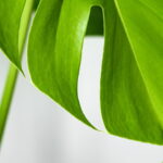 O que acontece quando você cultiva essa planta em casa surpreende