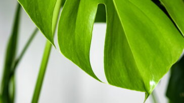 O que acontece quando você cultiva essa planta em casa surpreende