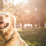 Se seu cachorro te toca com a pata e isso pode significar mais do que carinho