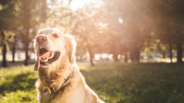Se seu cachorro te toca com a pata e isso pode significar mais do que carinho