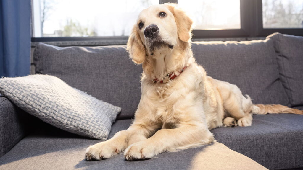 Se seu cachorro te toca com a pata e isso pode significar mais do que carinho
