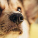 O que realmente acontece com seu cachorro quando fica sozinho