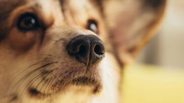 O que realmente acontece com seu cachorro quando fica sozinho