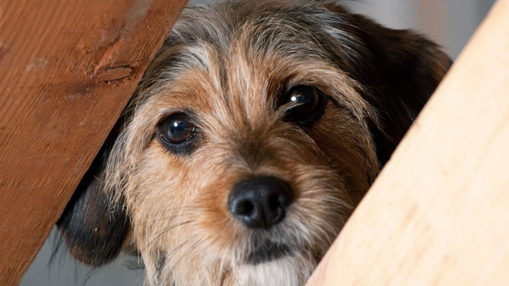 O que realmente acontece com seu cachorro quando fica sozinho