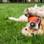 O que está por trás da relação intensa entre humanos e seus cães