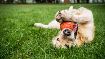 O que está por trás da relação intensa entre humanos e seus cães