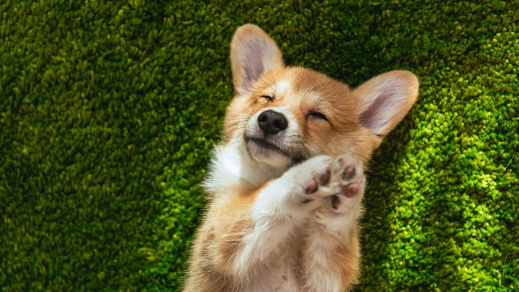 O que está por trás da relação intensa entre humanos e seus cães