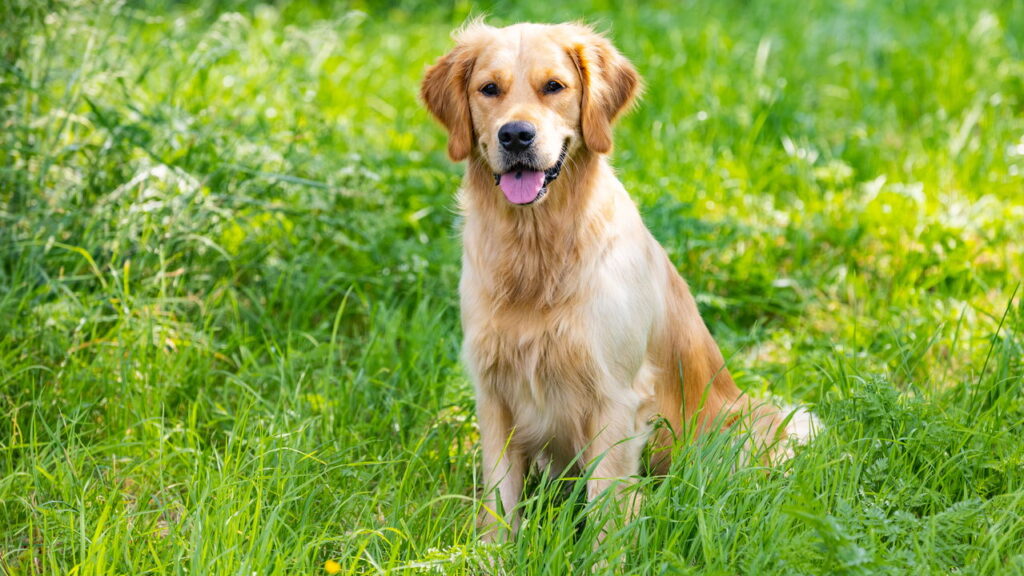 O que está por trás da relação intensa entre humanos e seus cães