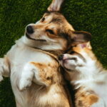 Transforme fios em carinho com esse acessório de crochê para seu cachorro