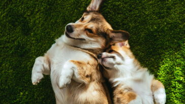 Transforme fios em carinho com esse acessório de crochê para seu cachorro