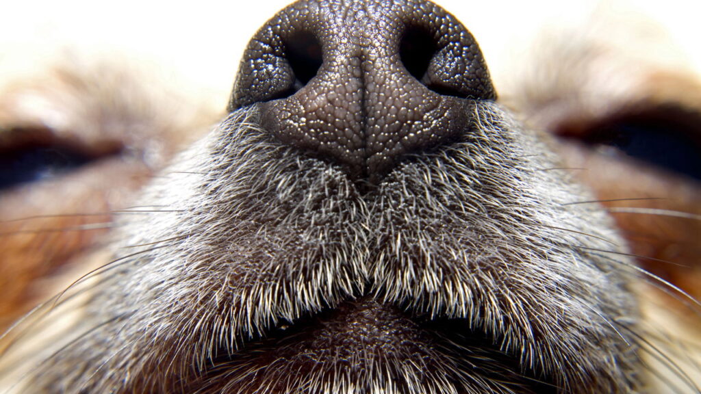 Transforme fios em carinho com esse acessório de crochê para seu cachorro