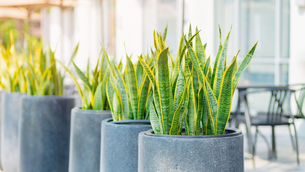 Você precisa saber o que essa planta pode fazer pela sua casa