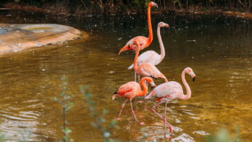 A ave mais elegante do artesanato virou febre nos projetos de crochê