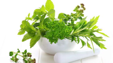 Estas plantas podem transformar sua energia sem você perceber