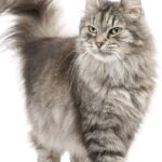 Gatos se escondem ao receber visitas? Saiba o que isso realmente significa