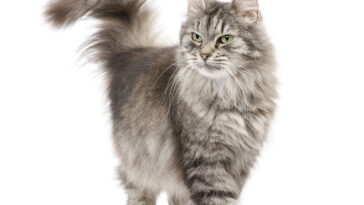Gatos se escondem ao receber visitas? Saiba o que isso realmente significa