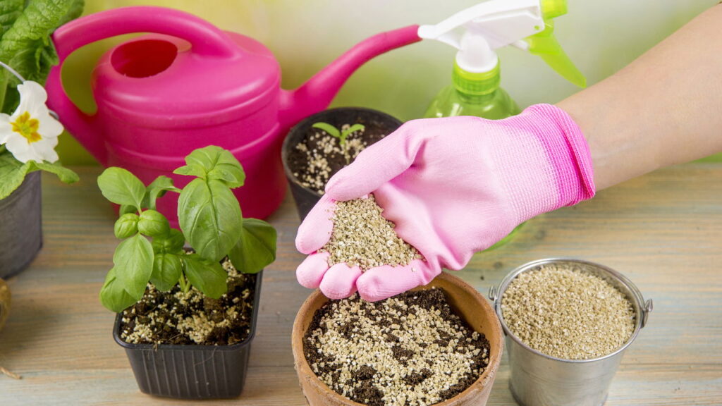 Essas plantas amam a umidade e vão deixar seu jardim encantador