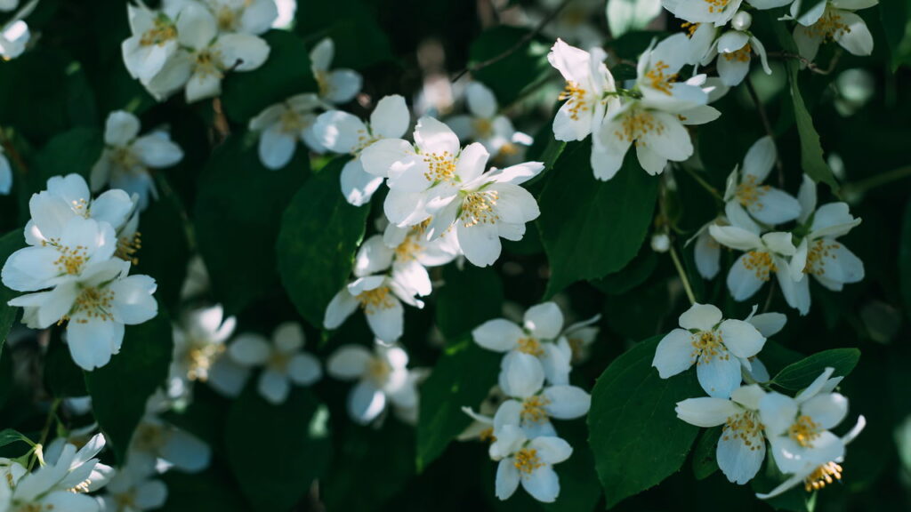 A flor que está conquistando o mundo do crochê com charme e leveza