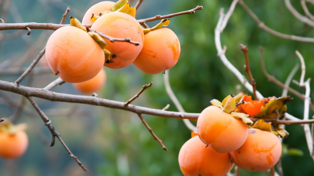 Essa fruta comum pode prevenir o envelhecimento precoce segundo estudos