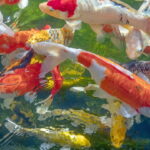 A peça de crochê mais encantadora para quem ama peixes