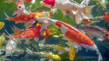 A peça de crochê mais encantadora para quem ama peixes