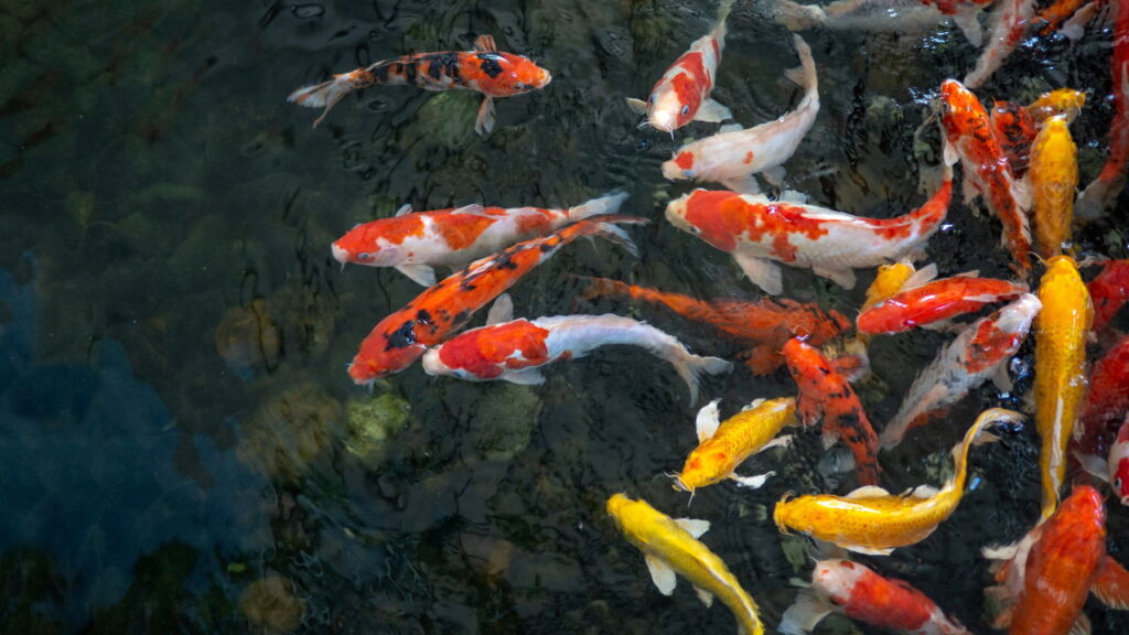 A peça de crochê mais encantadora para quem ama peixes