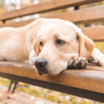 O melhor companheiro canino para famílias com energia de sobra