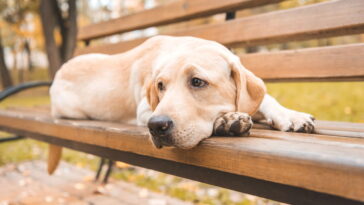 O melhor companheiro canino para famílias com energia de sobra