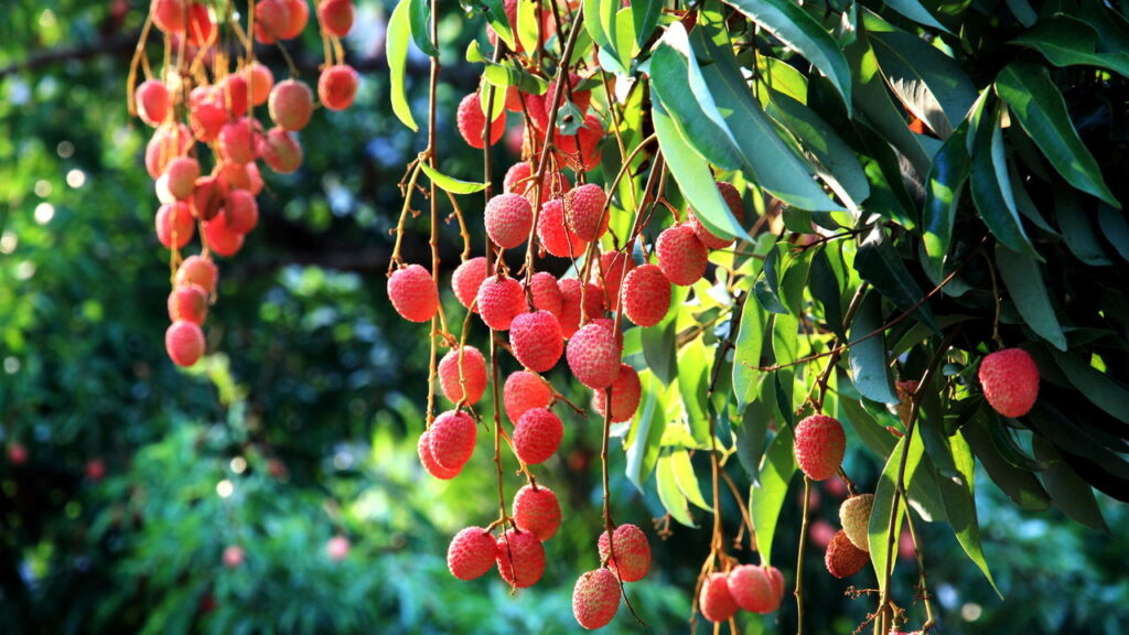 Você nunca imaginou que essa fruta podia fazer tanto pelo seu corpo