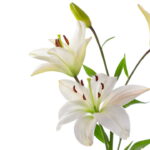 O jeito certo de plantar lírios para ter flores perfeitas