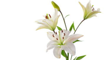 O jeito certo de plantar lírios para ter flores perfeitas