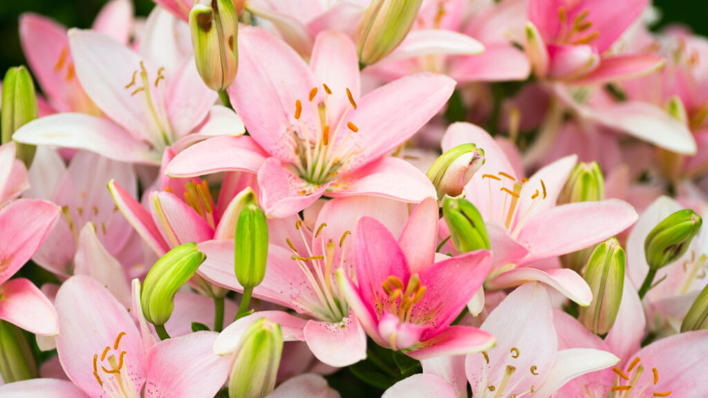 O jeito certo de plantar lírios para ter flores perfeitas