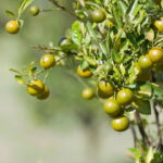 Você pode estar atraindo baratas sem saber só por causa dessas plantas