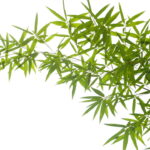 Essa plantinha simples pode transformar a energia do seu lar, veja como plantá-la